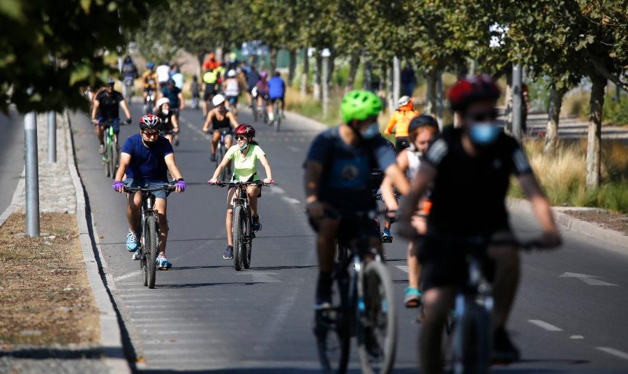 Nueva ley de convivencia vial: equipamiento y traslado de mascotas 